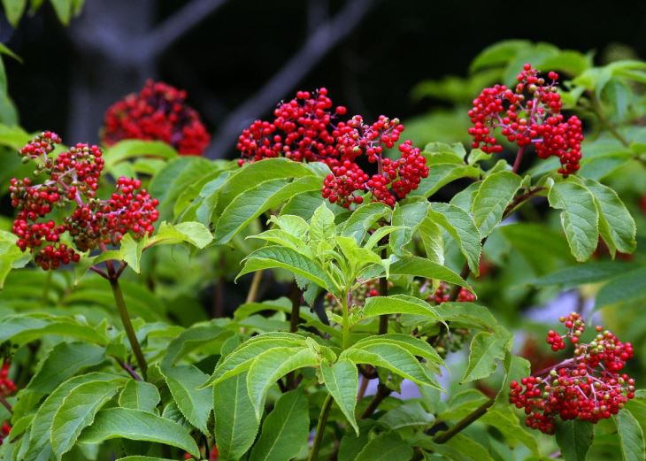 Elderberry निकालने