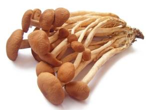 Agrocybe Cylindracea Extract