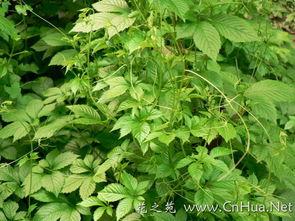 Gynostemma Pentaphyllum निकालने