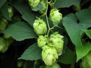 बीयर निकालने Hops