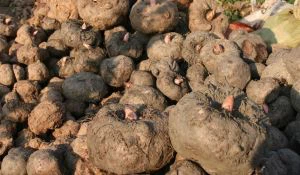 Konjac निकालें