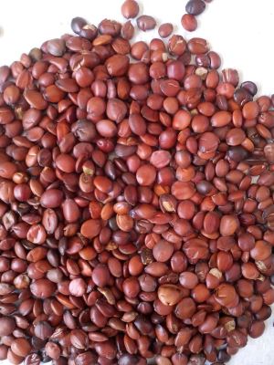 स्पाइन तिथि