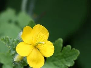 सेलांडीन एक्सट्रैक्ट